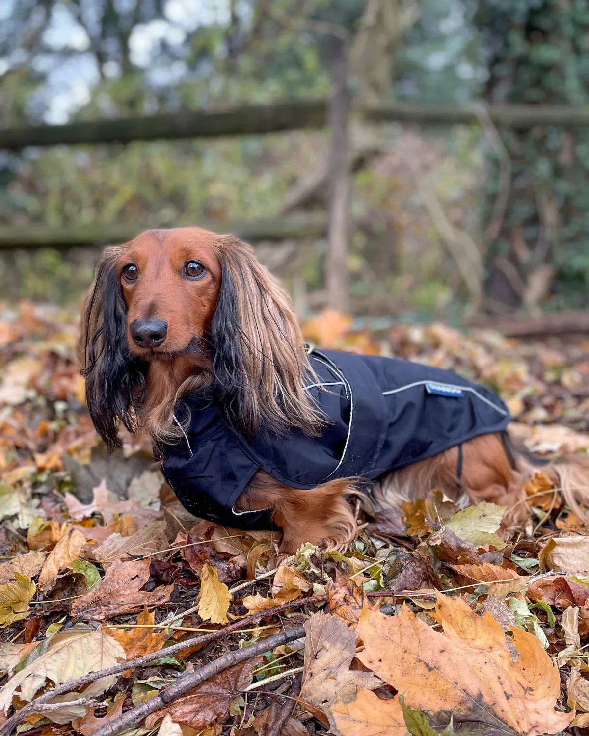 City Slicker All-Weather Dog Jacket & Raincoat - Black