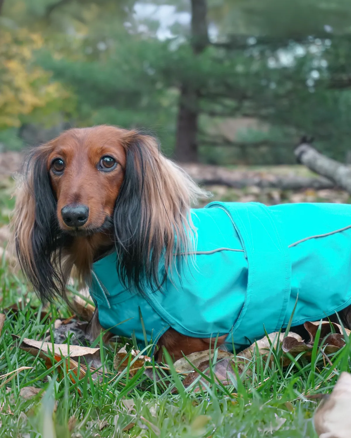 City Slicker All-Weather Dog Jacket & Raincoat - Topaz Blue