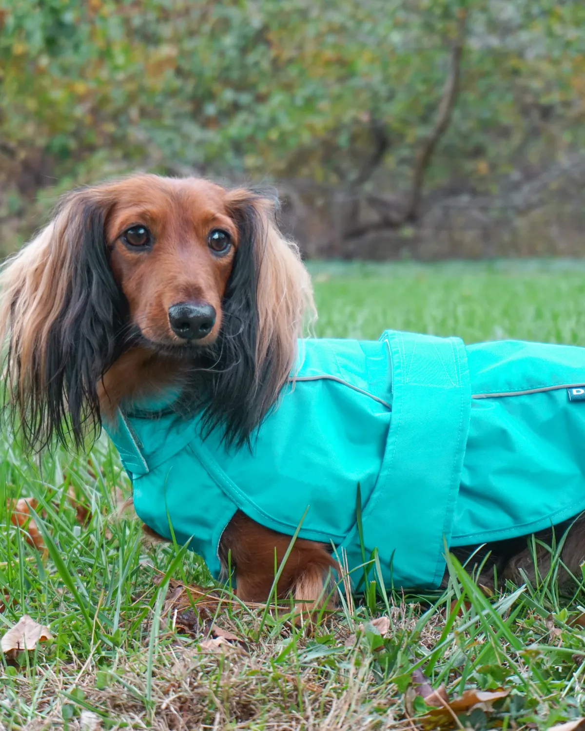 City Slicker All-Weather Dog Jacket & Raincoat - Topaz Blue